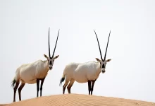 المها العربي